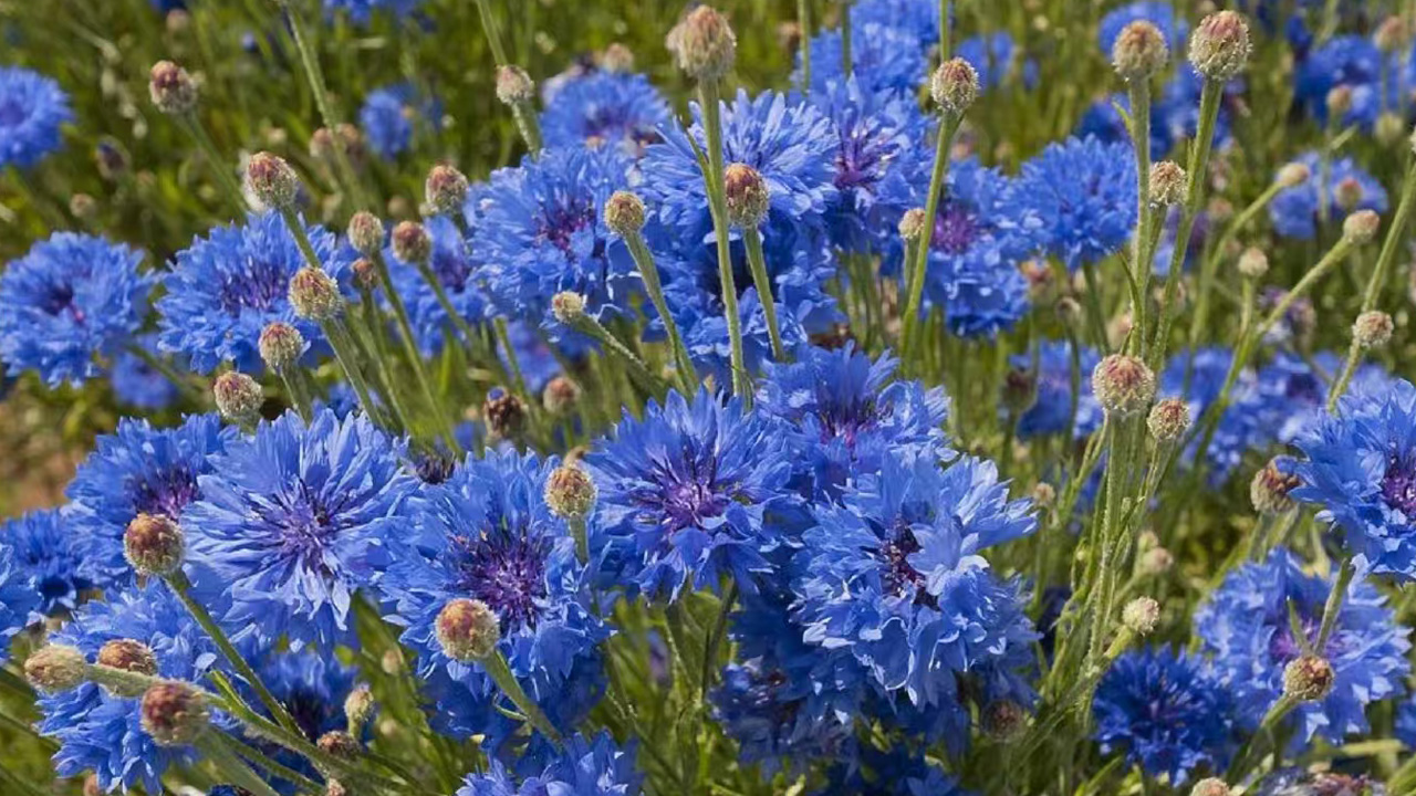 矢车菊