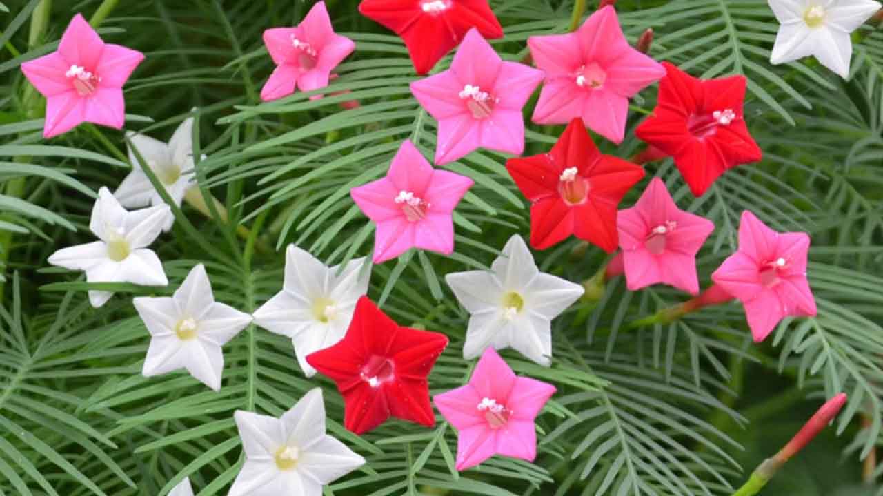 茑萝