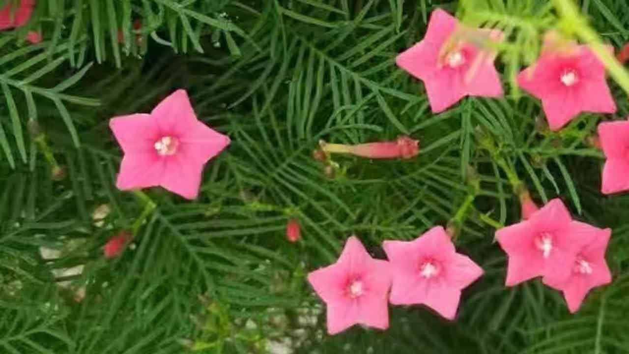 茑萝