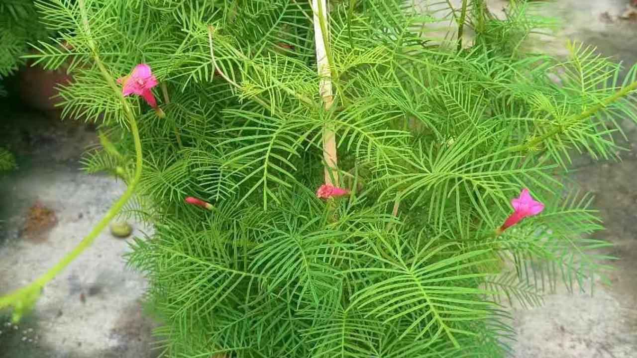 茑萝