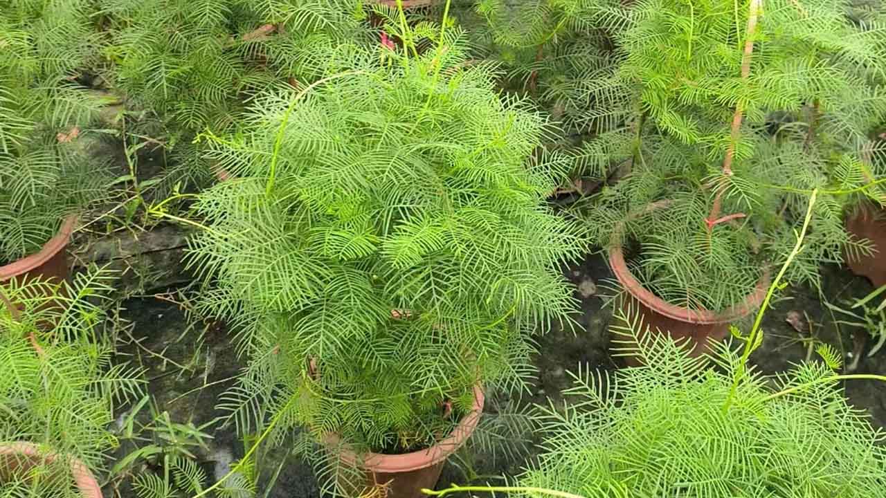 茑萝
