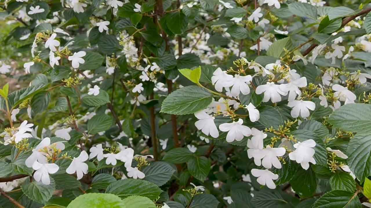 蝴蝶戏珠花
