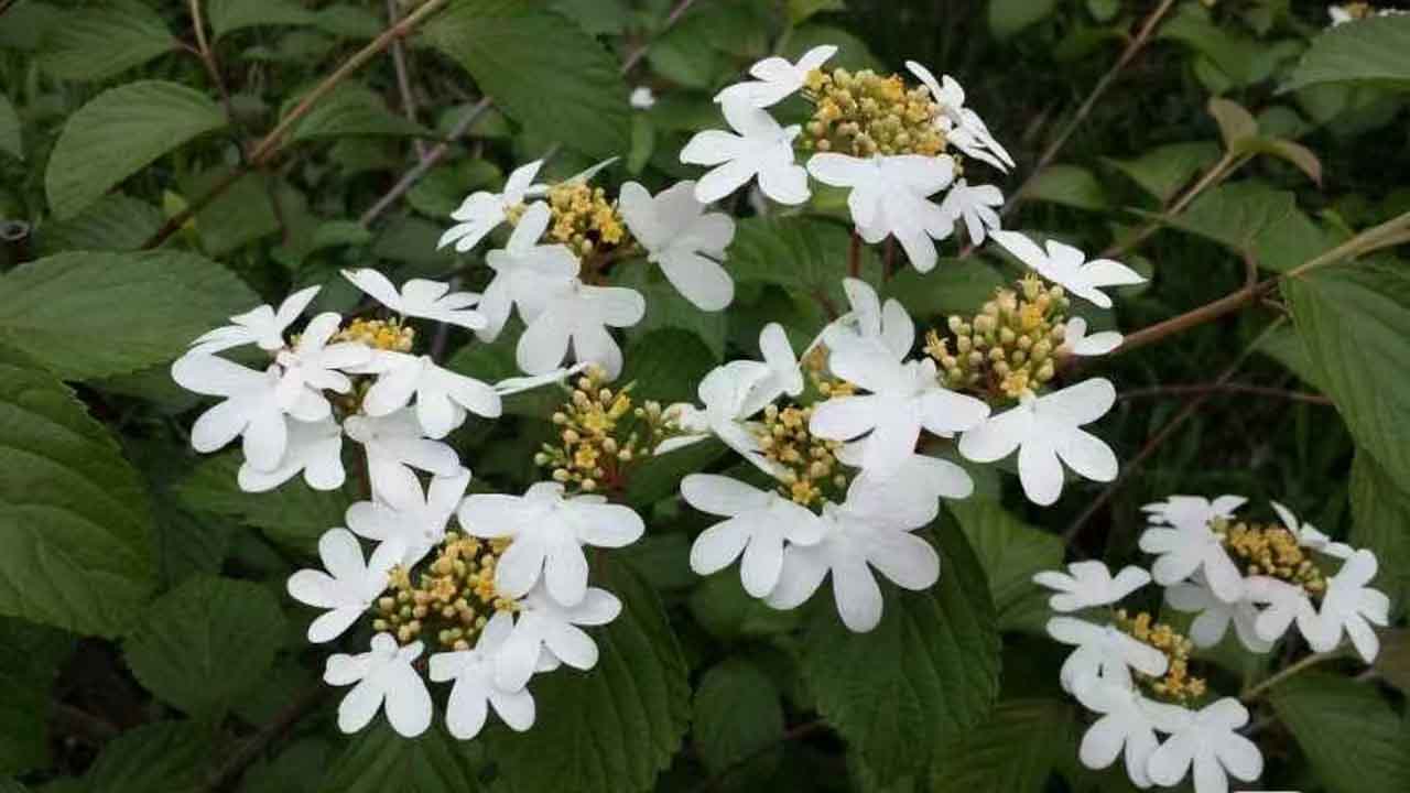 蝴蝶戏珠花