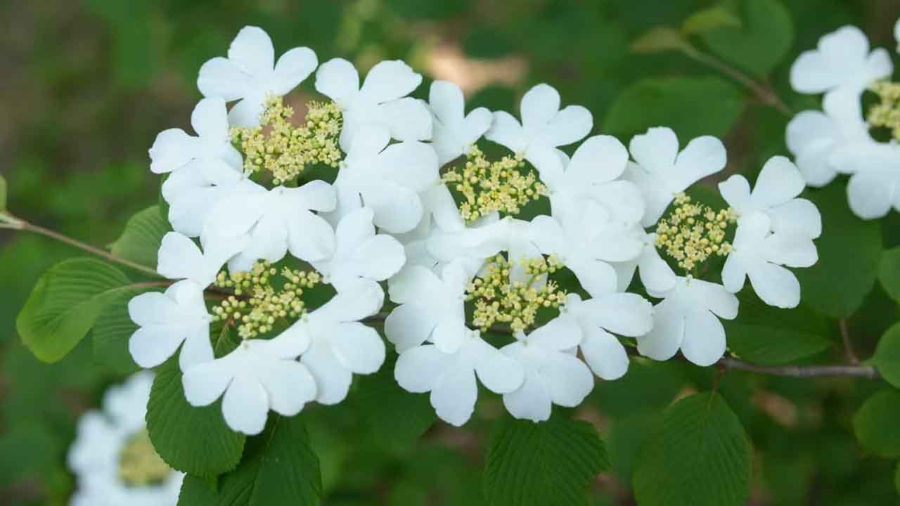 蝴蝶戏珠花