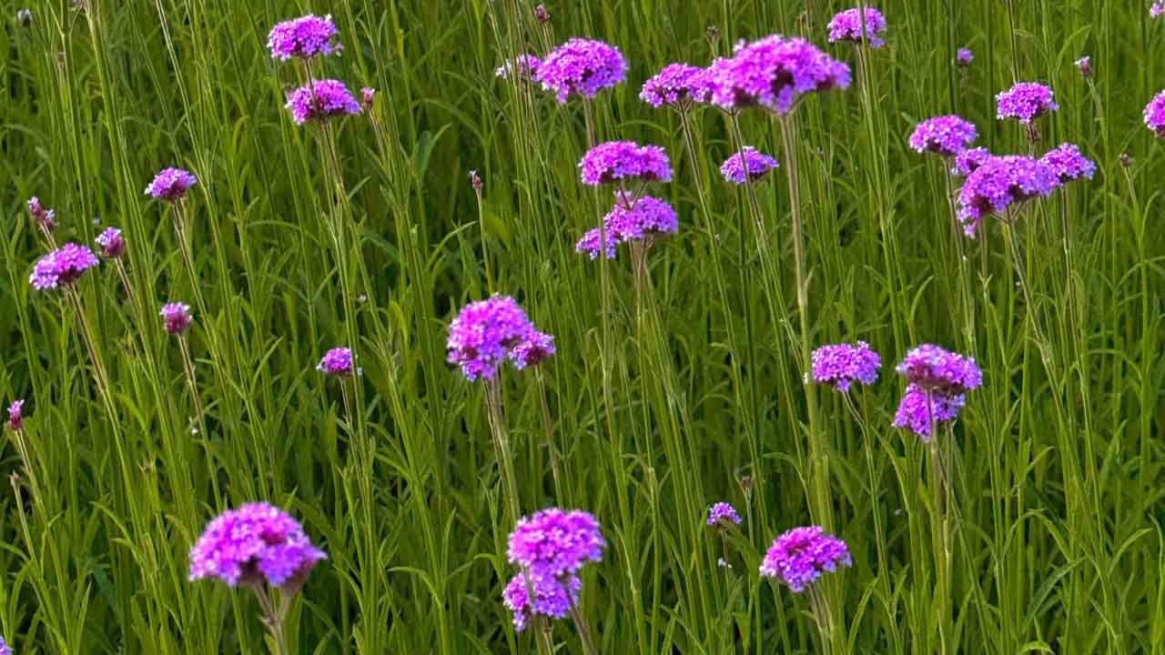 马鞭草