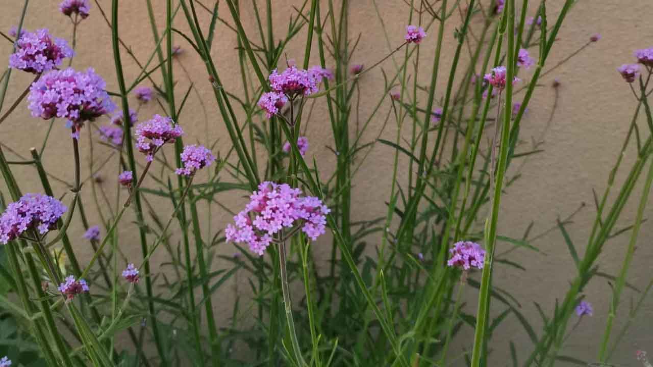 马鞭草