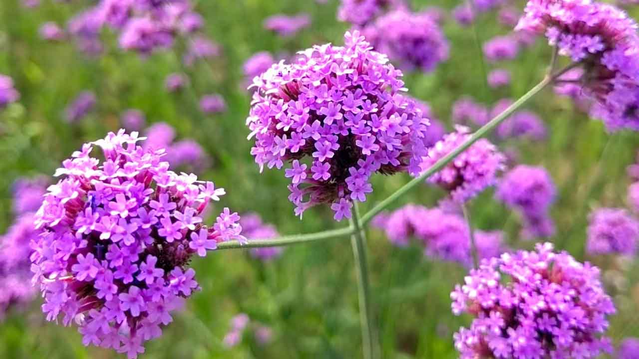 马鞭草