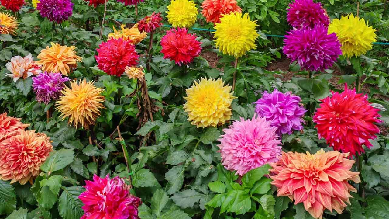 大丽花