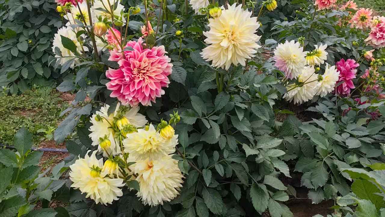 大丽花