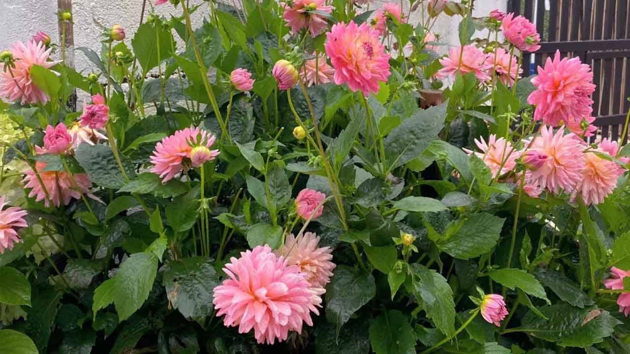 大丽花