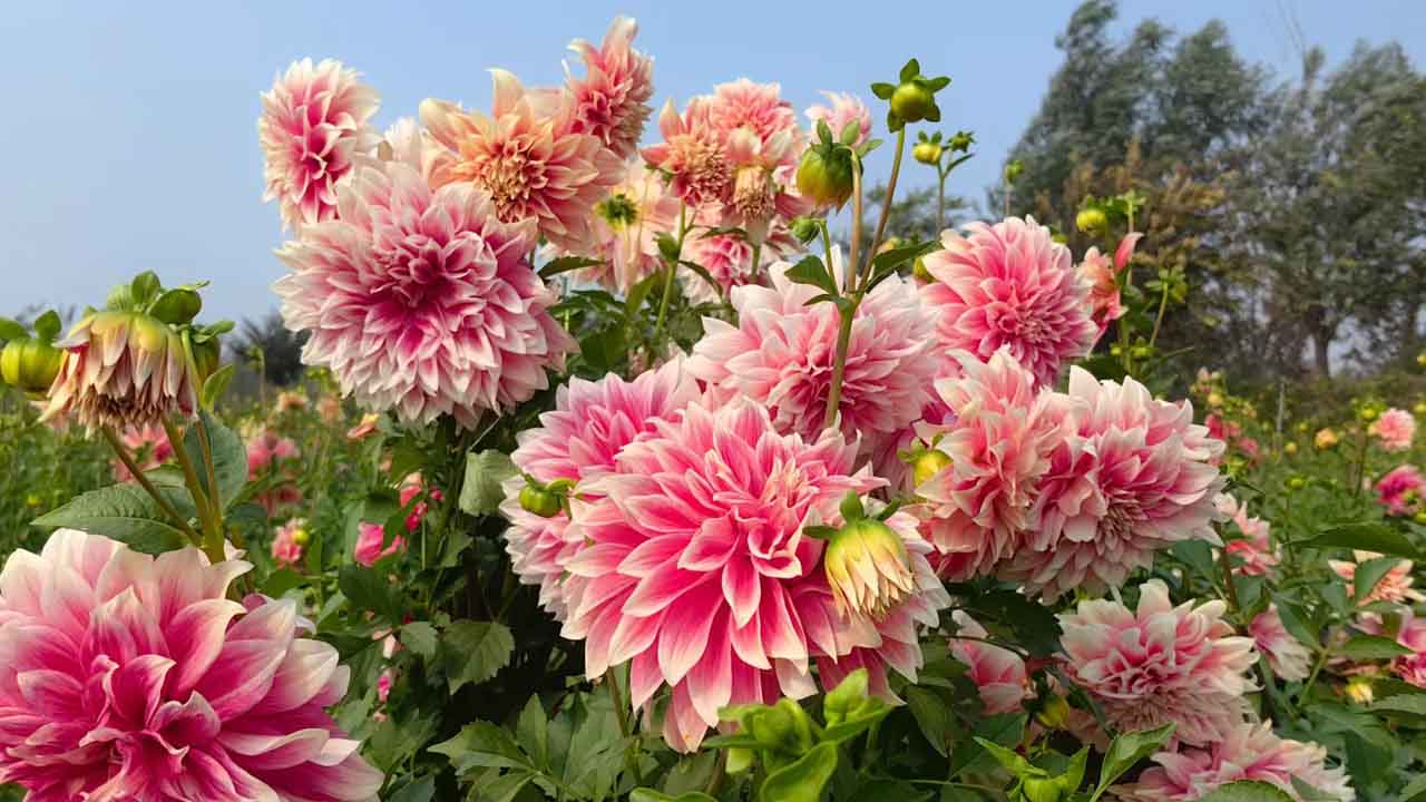 大丽花
