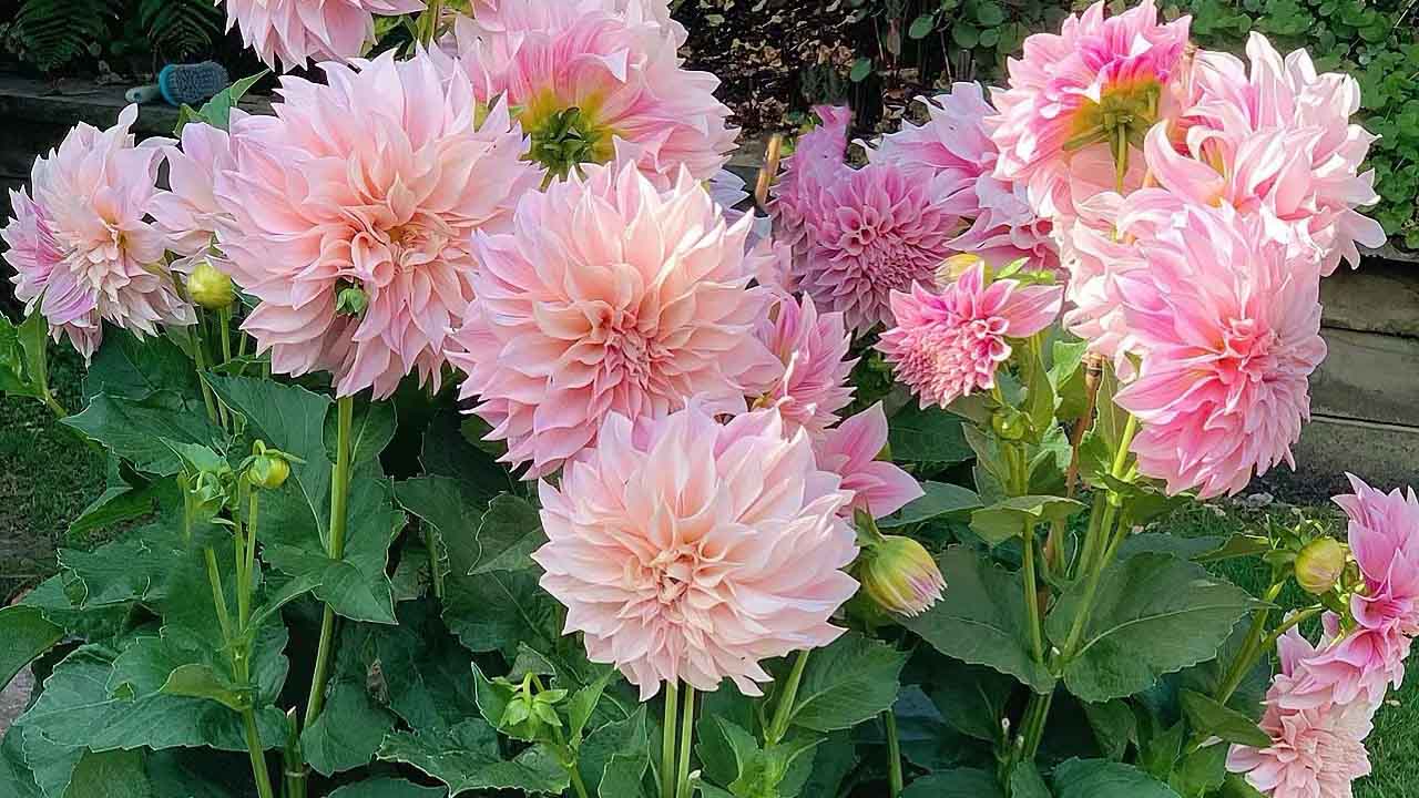 大丽花