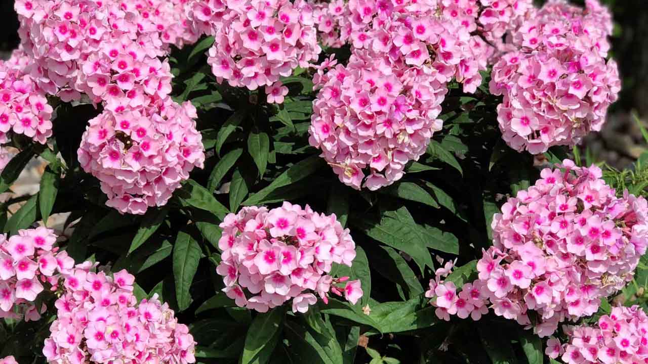 福禄考