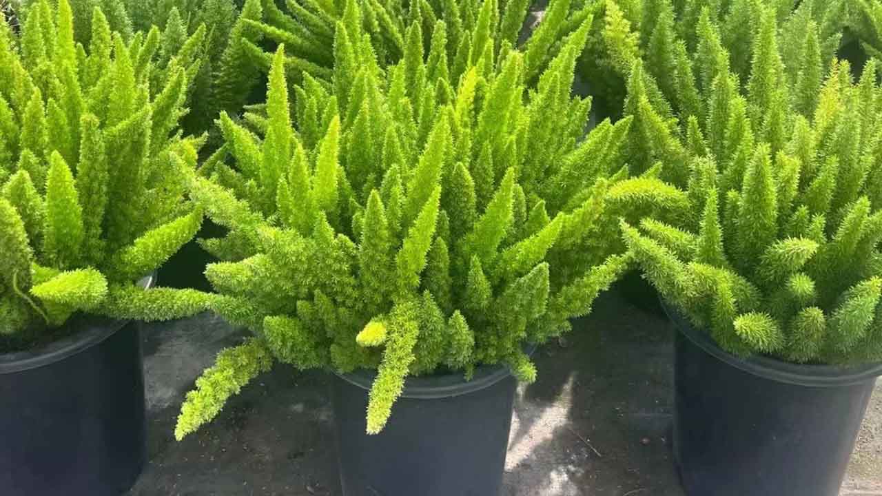 狐尾天门冬