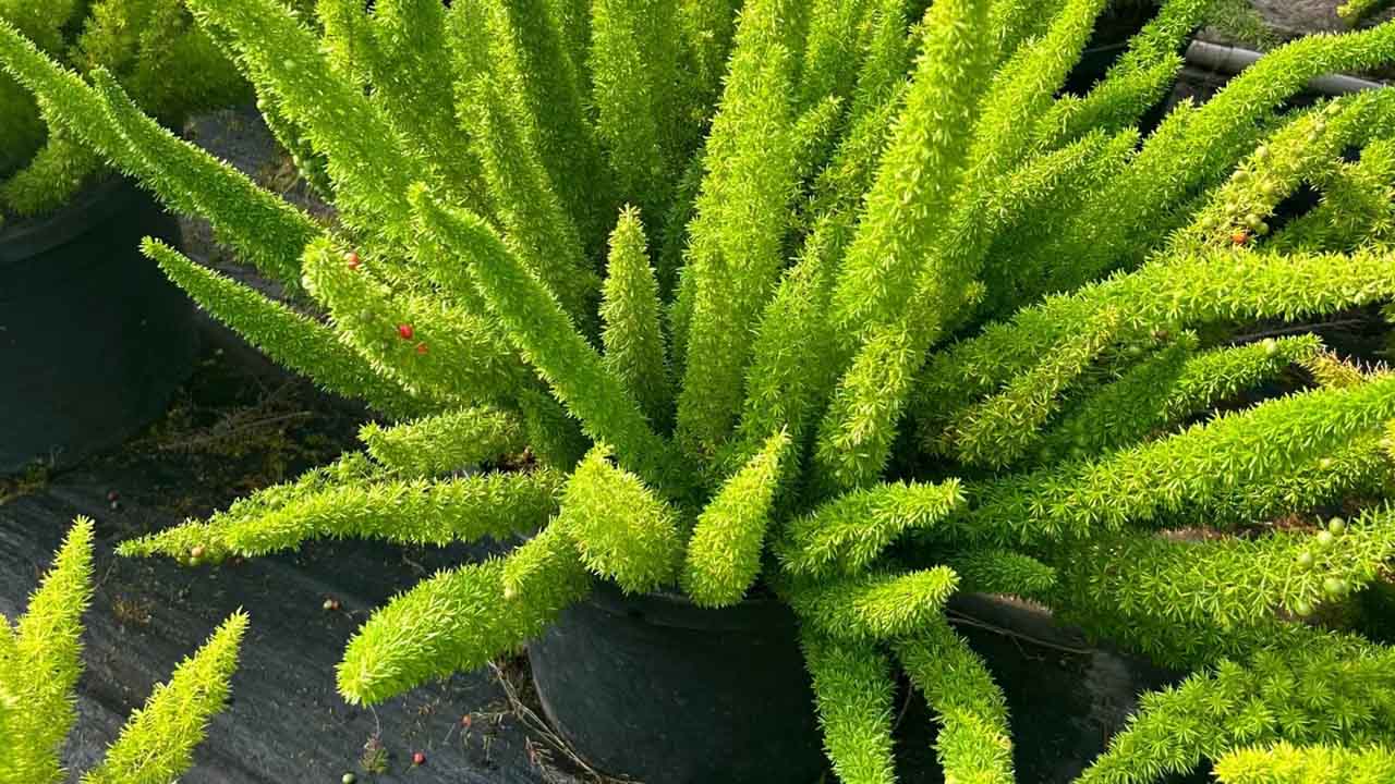 狐尾天门冬