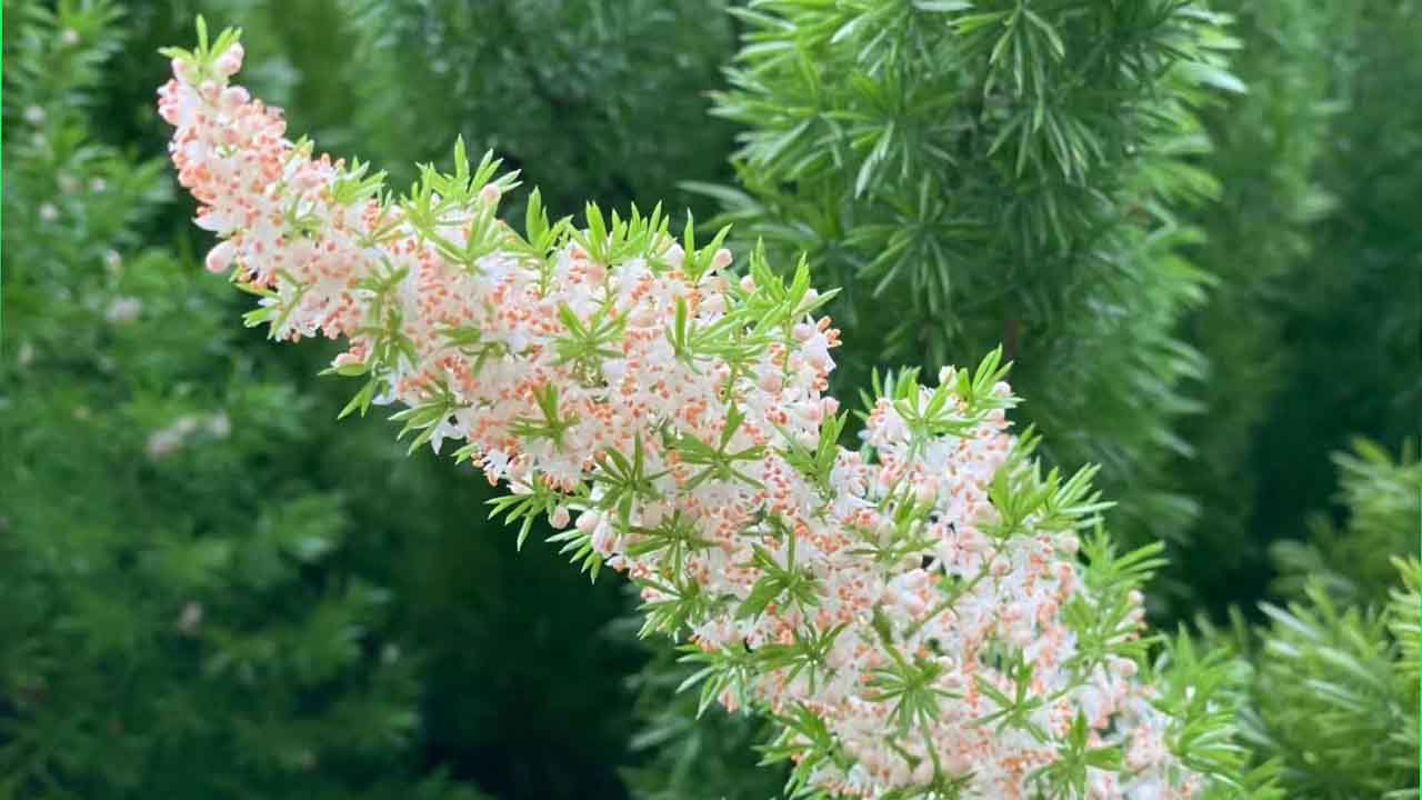 狐尾天门冬