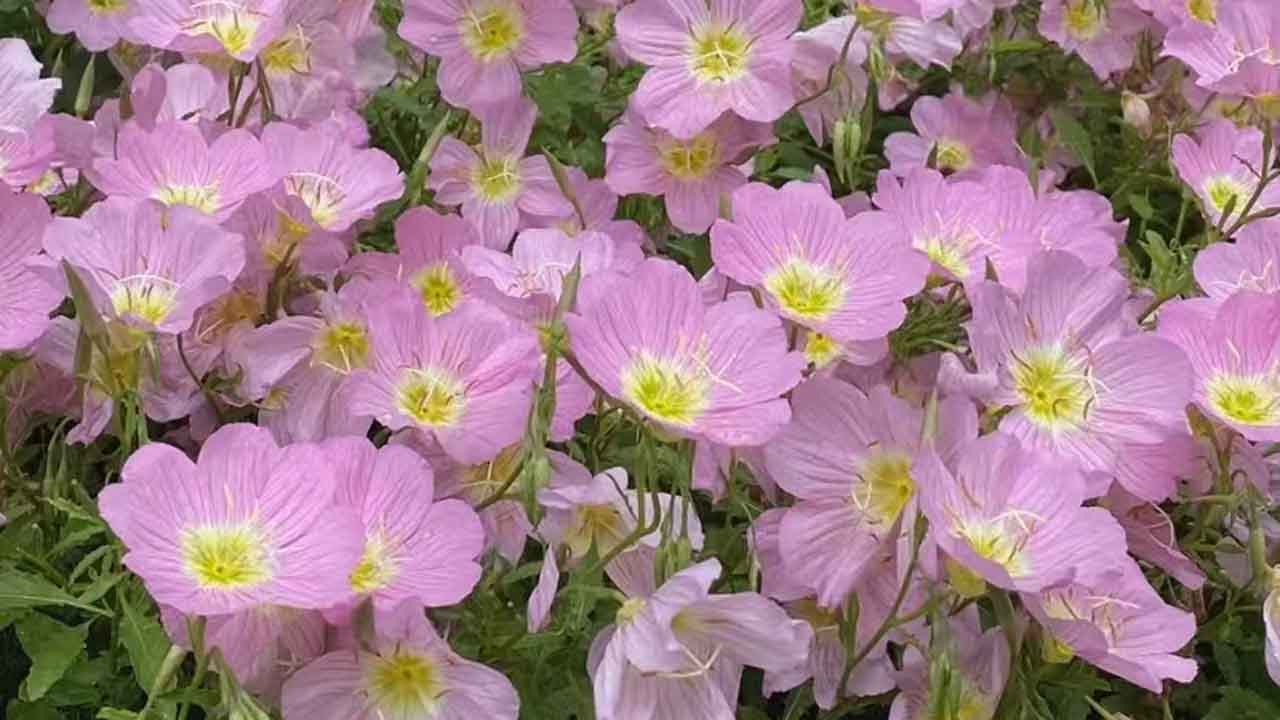 月见草