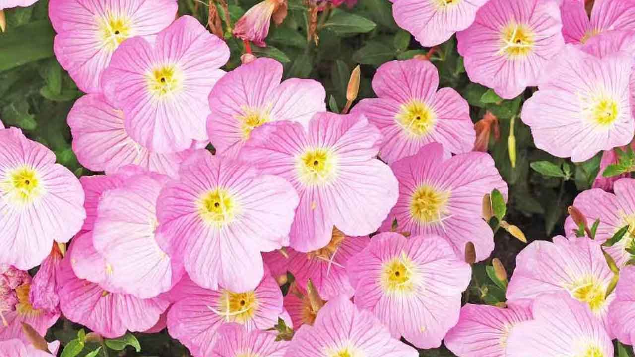月见草