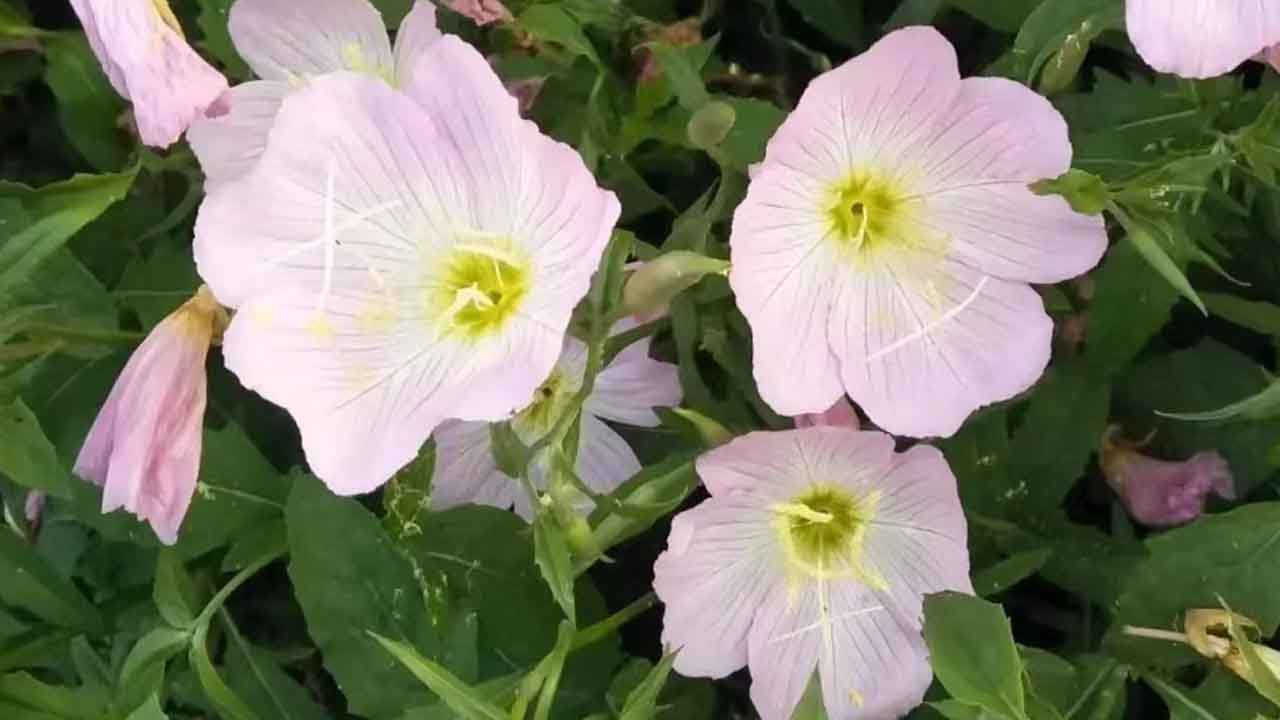 月见草
