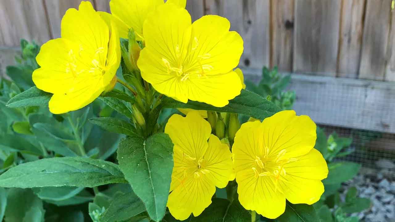 月见草