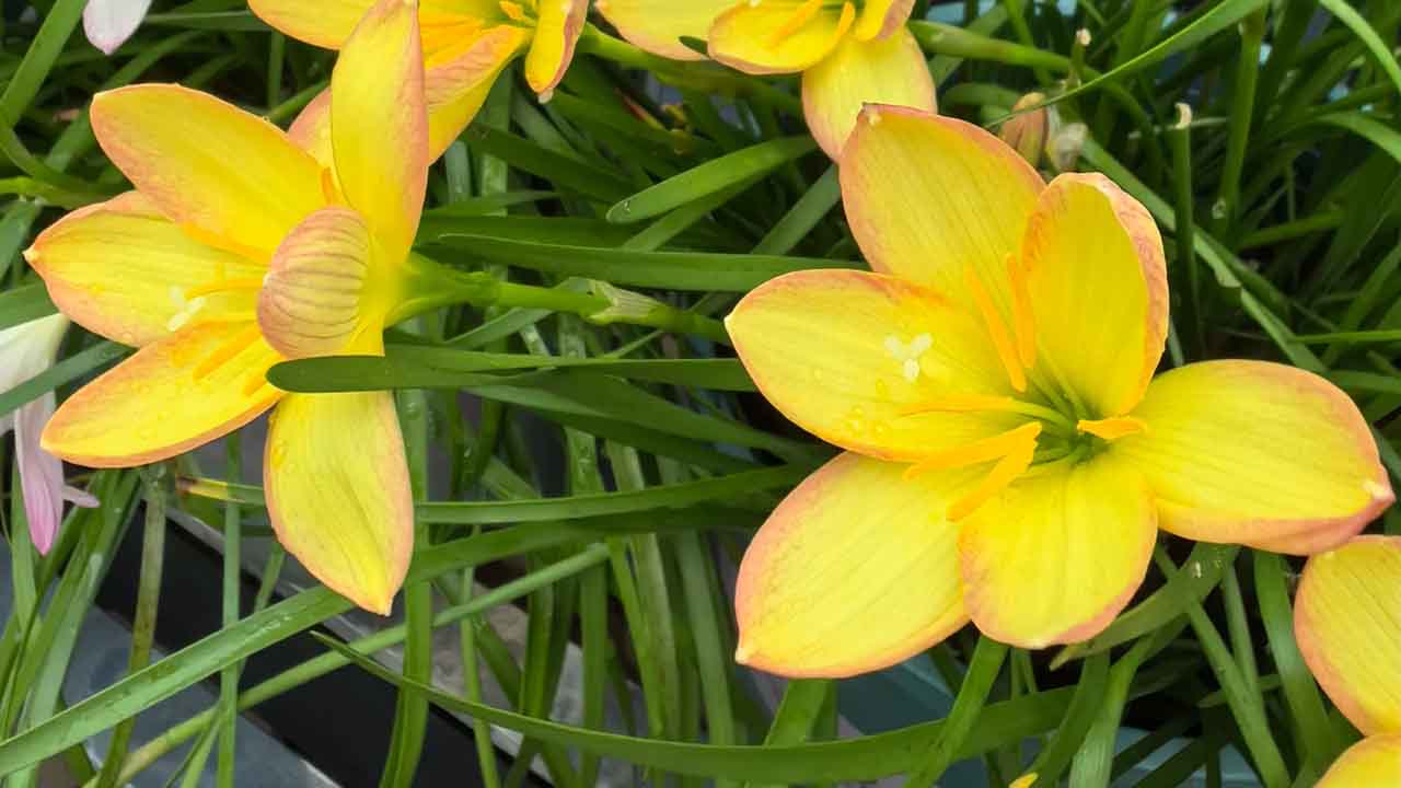 风雨兰