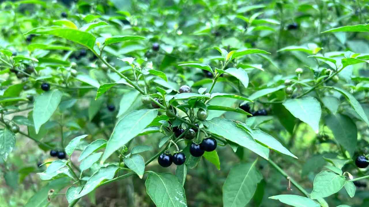 龙葵