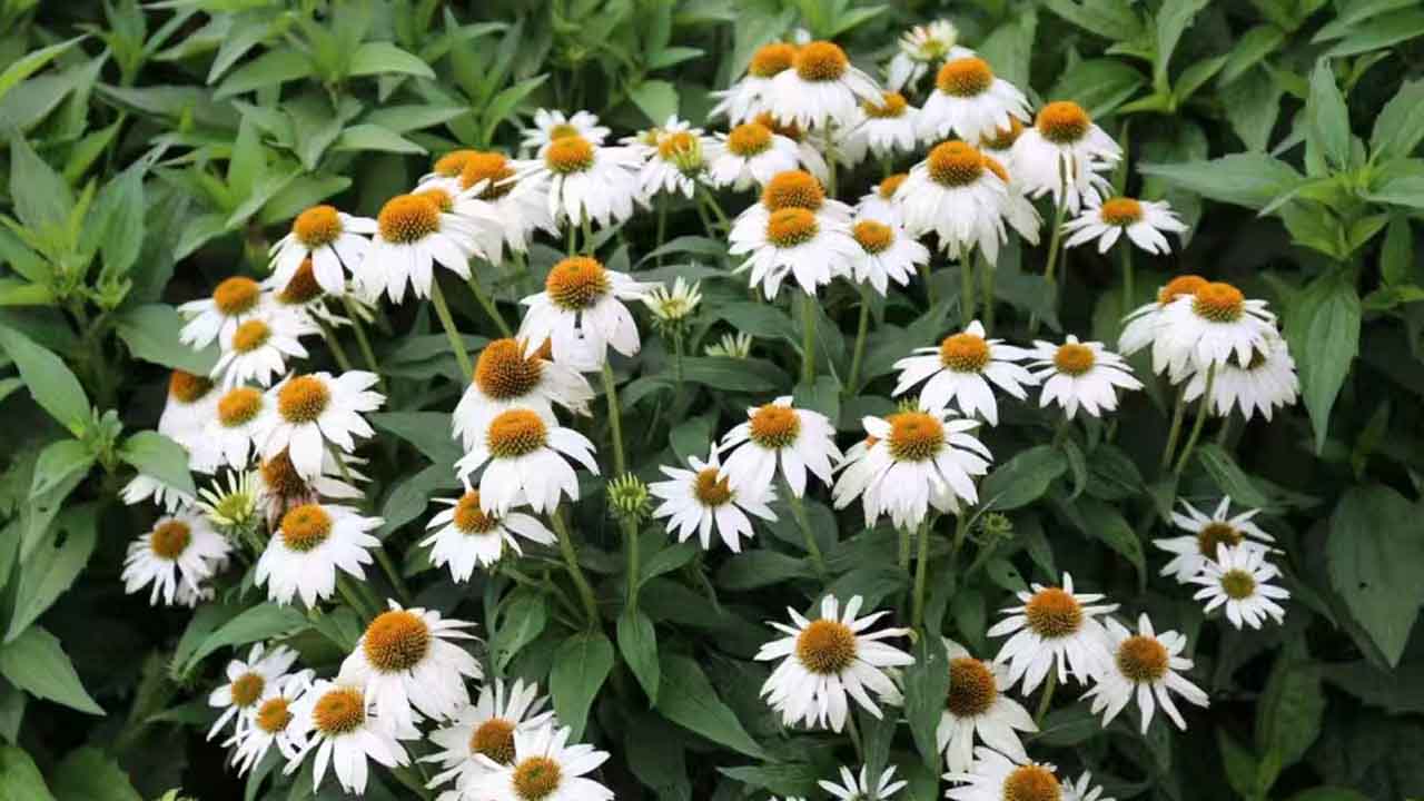 松果菊