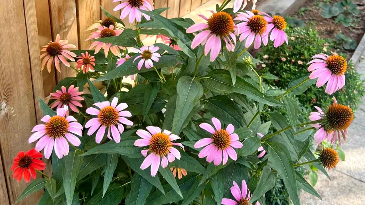 松果菊