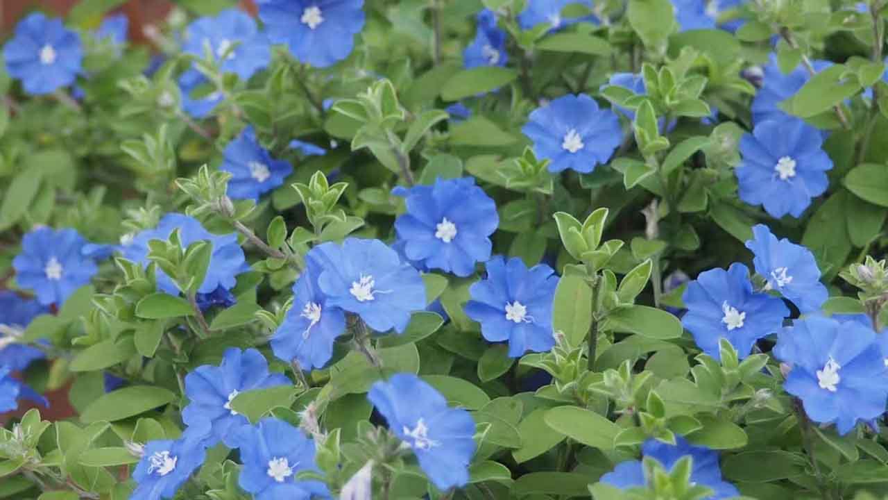 蓝星花