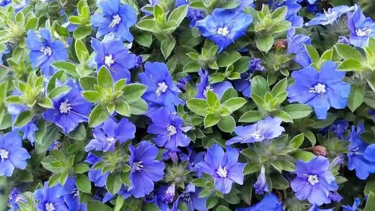 蓝星花