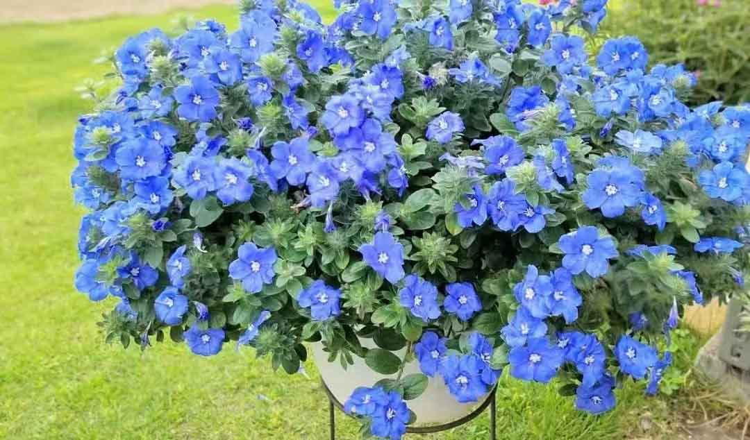 蓝星花