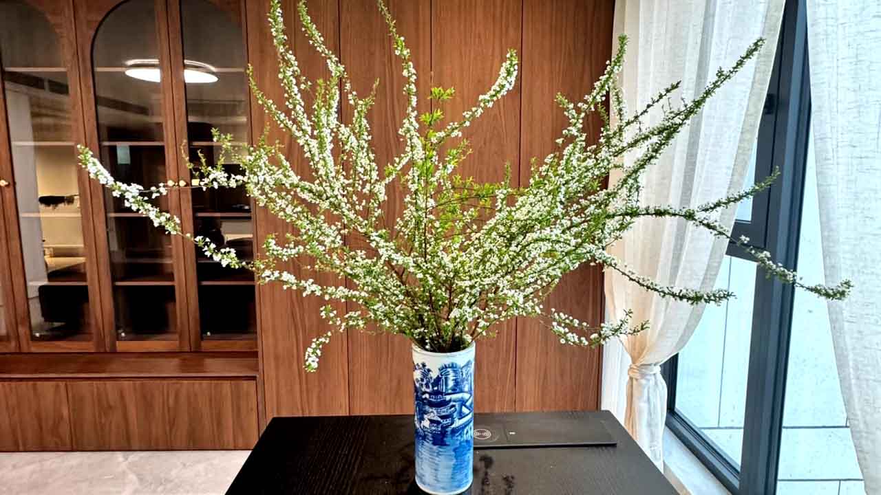 雪柳