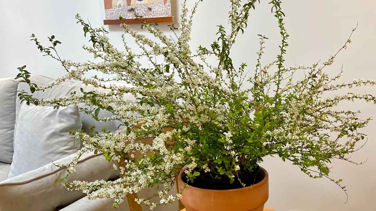 雪柳