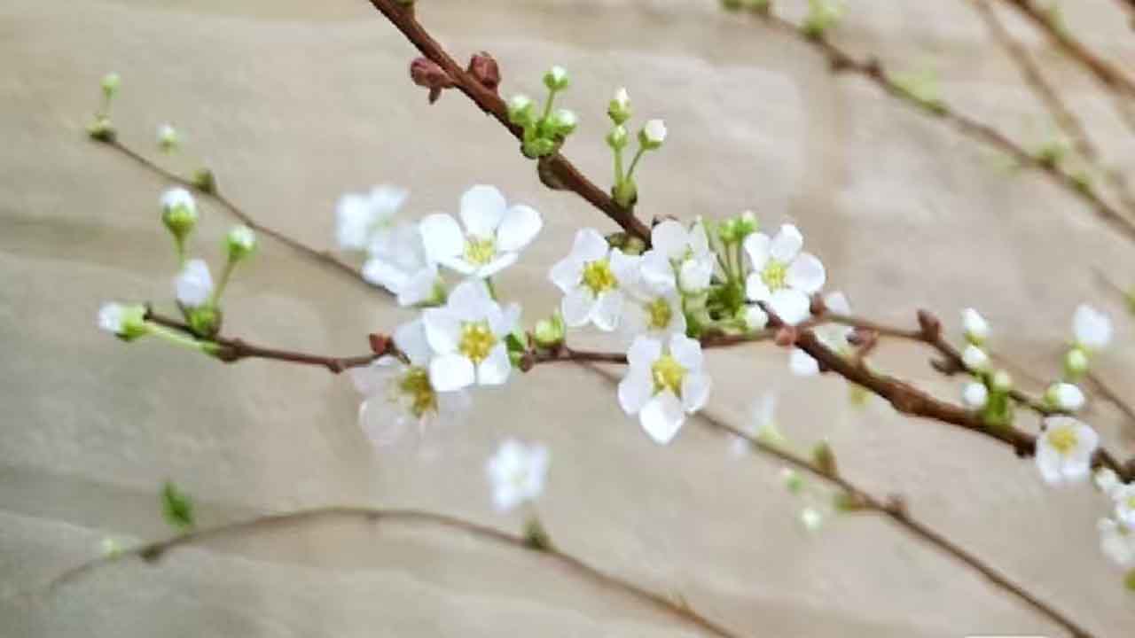 雪柳