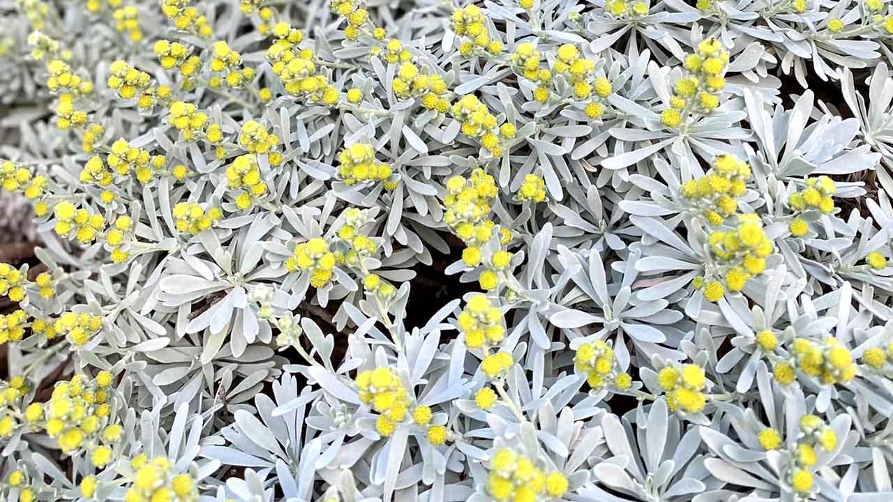 芙蓉菊