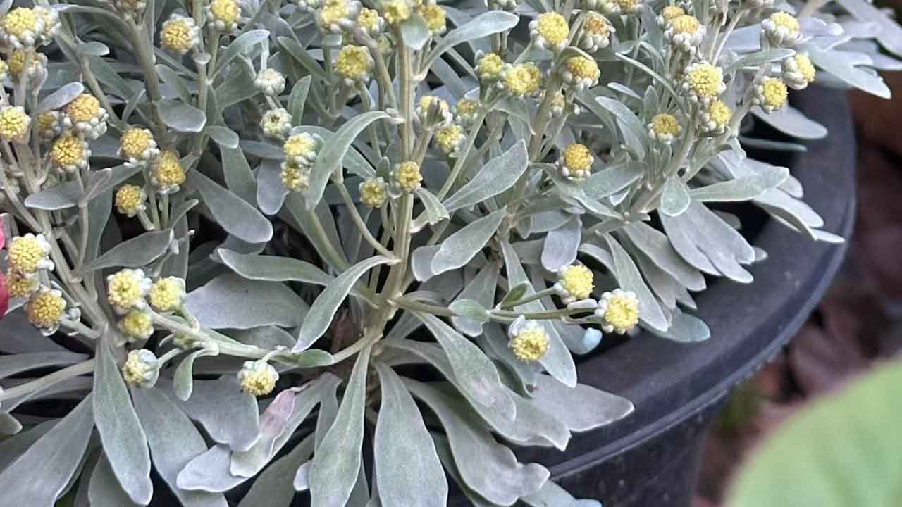 芙蓉菊