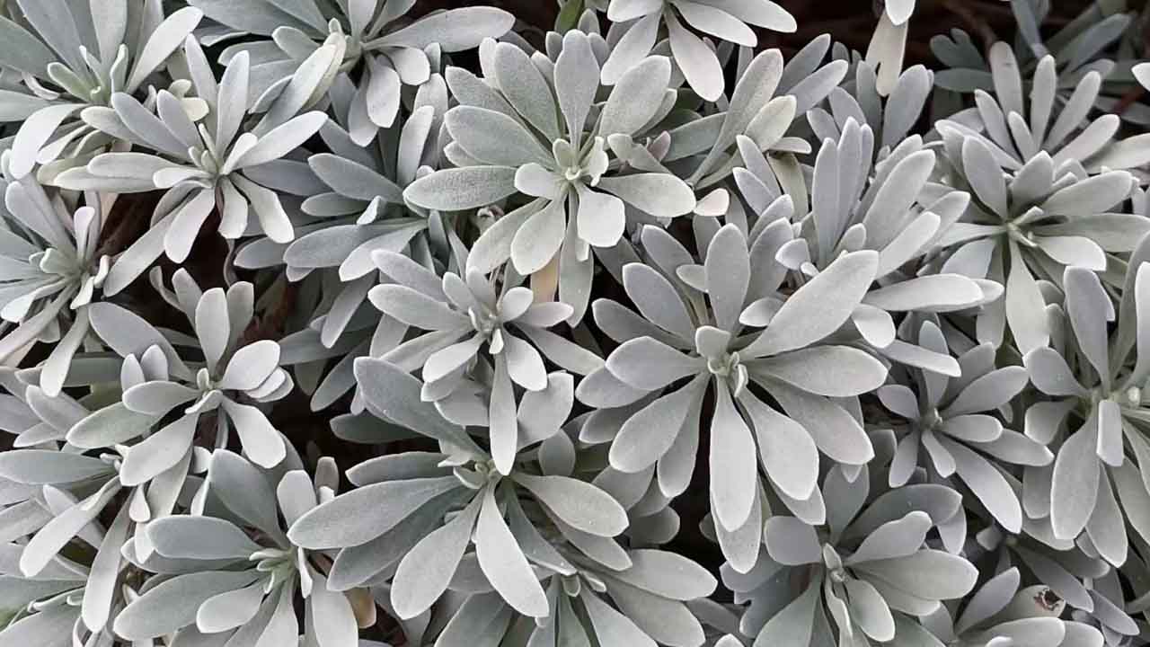 芙蓉菊
