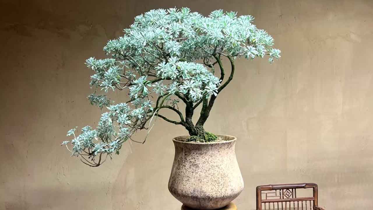 芙蓉菊
