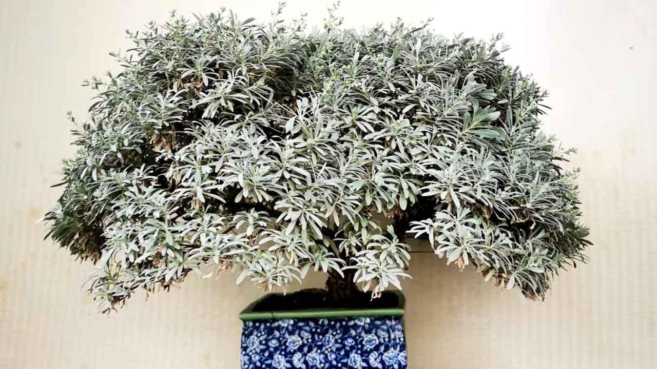 芙蓉菊