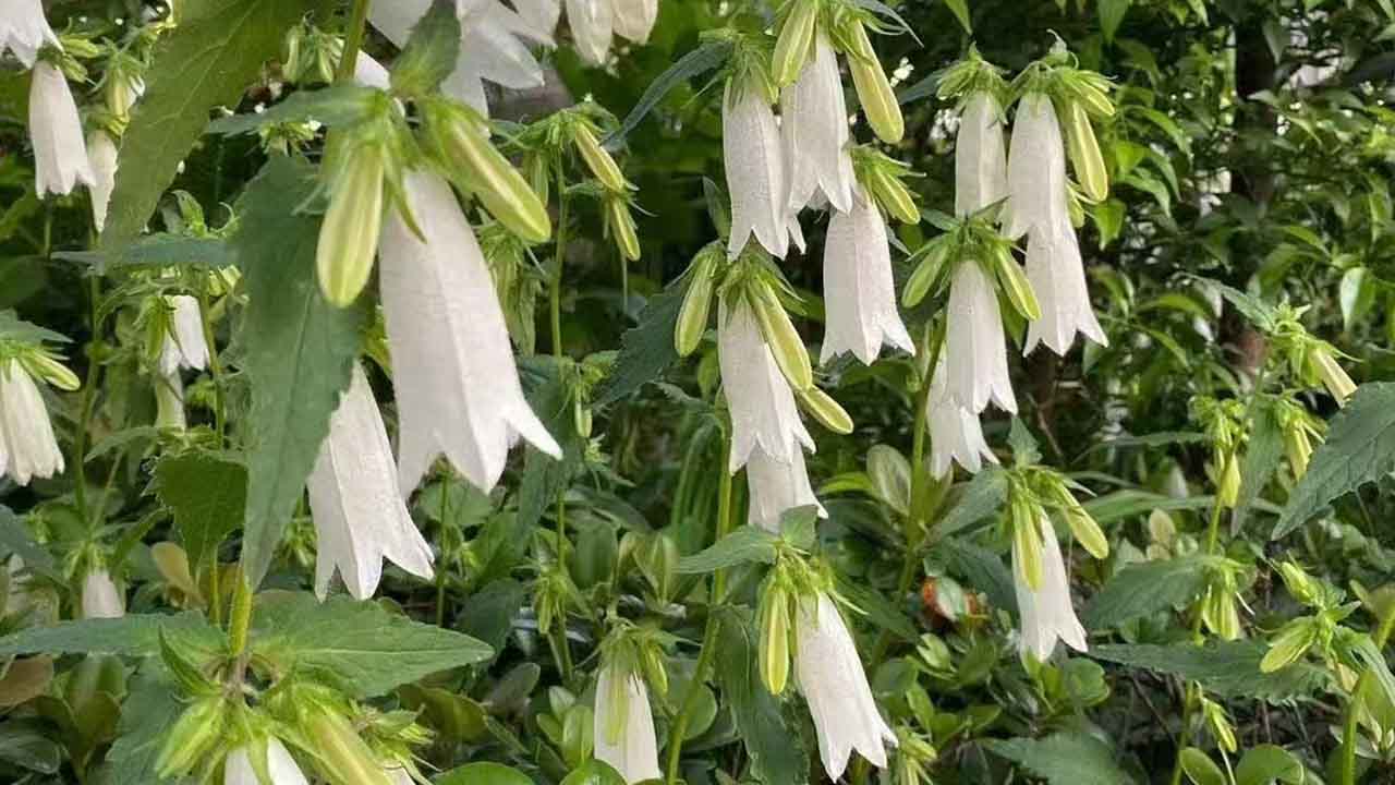 紫斑风铃草