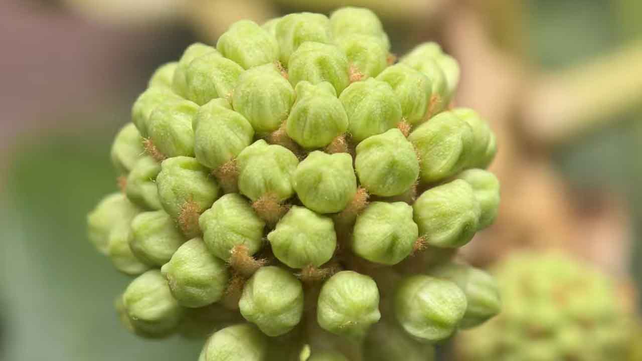 八角金盘