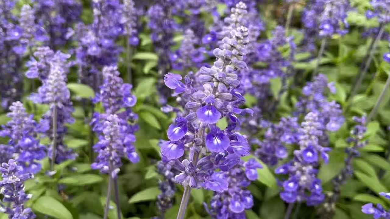 鼠尾草