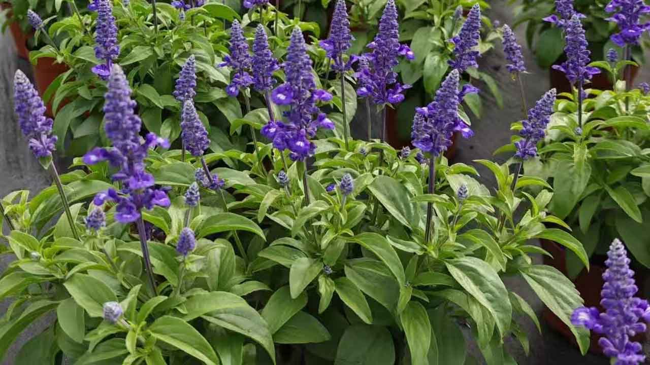 鼠尾草