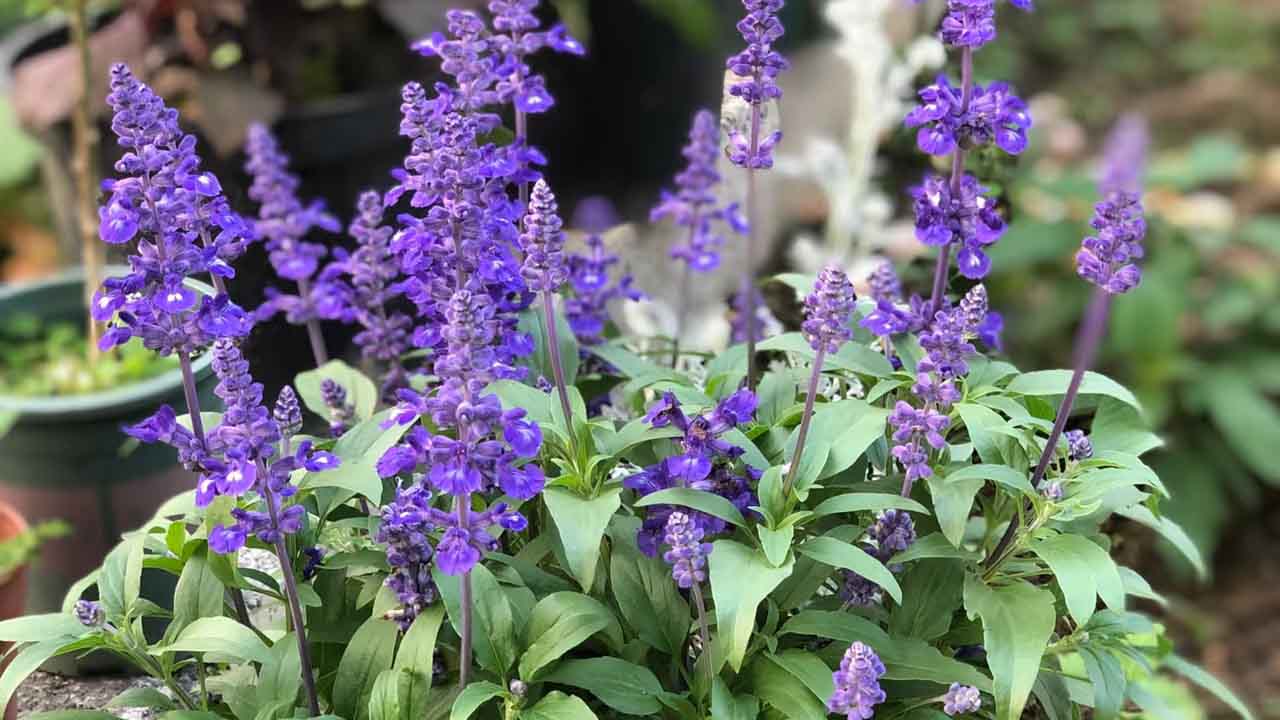 鼠尾草