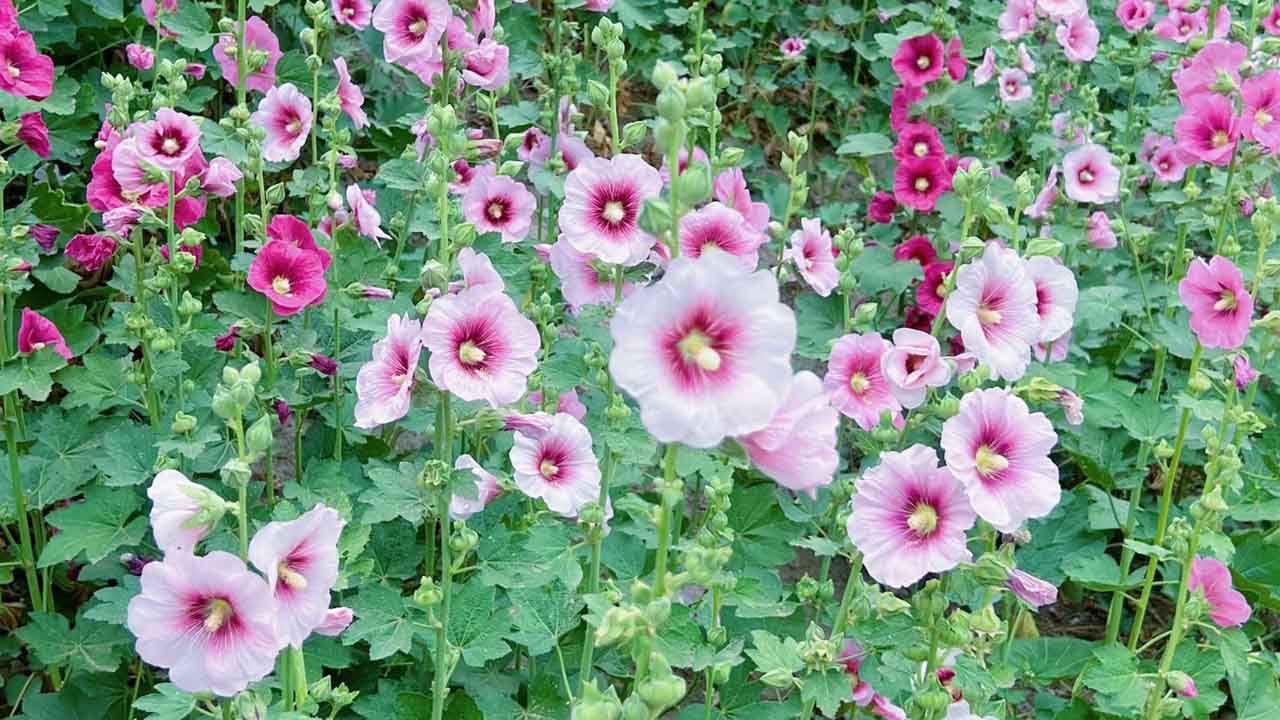 蜀葵