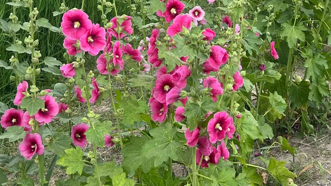 蜀葵