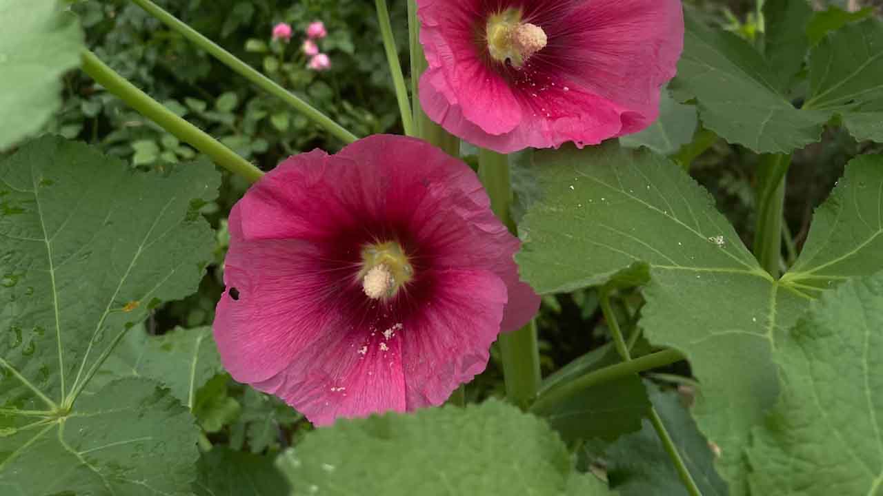 蜀葵