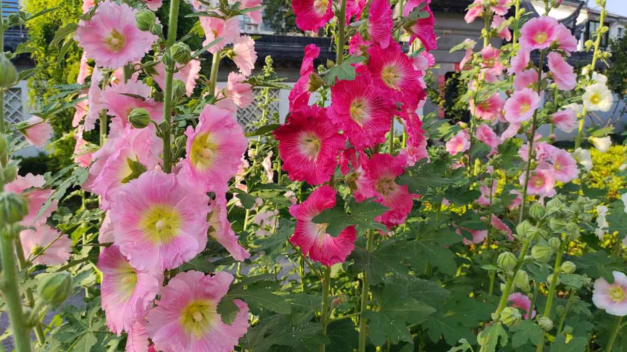 蜀葵