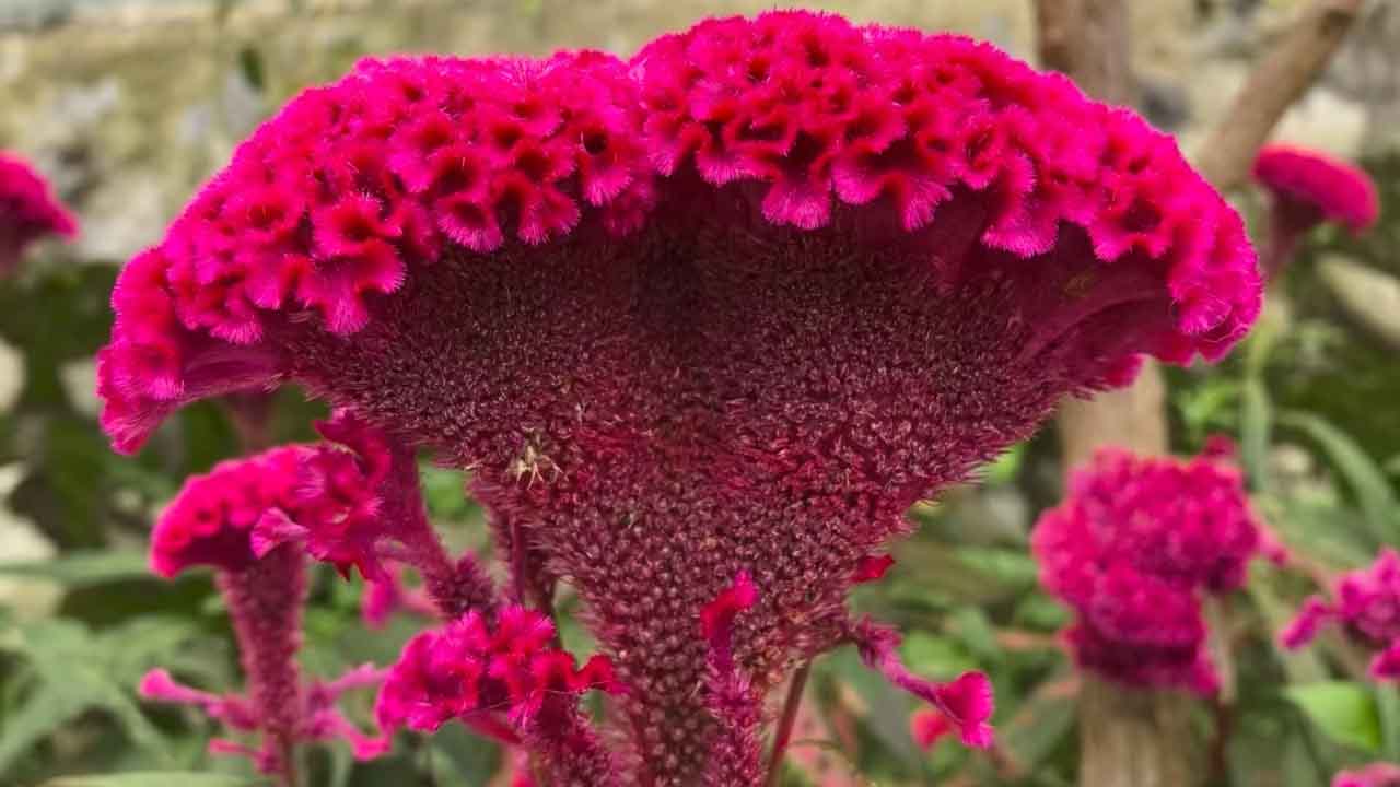 鸡冠花