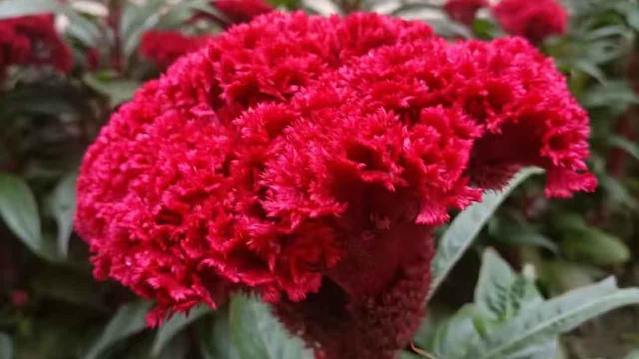 鸡冠花